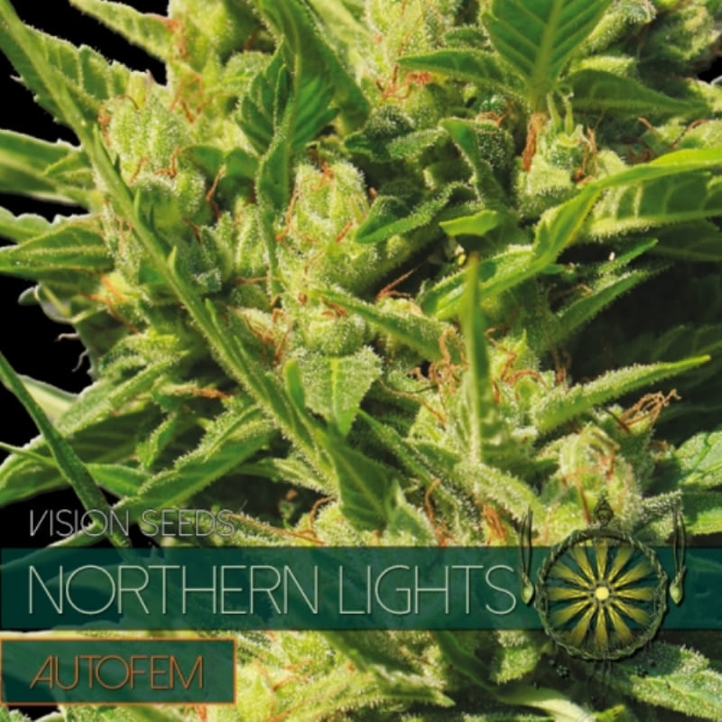 Northern lights vision seeds feminisee Graines de Collection