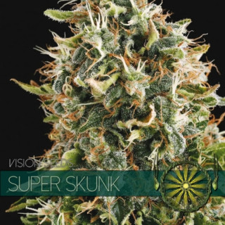 Super skunk - Féminisée - Vision Seeds | ROOTS-SEEDS.FR