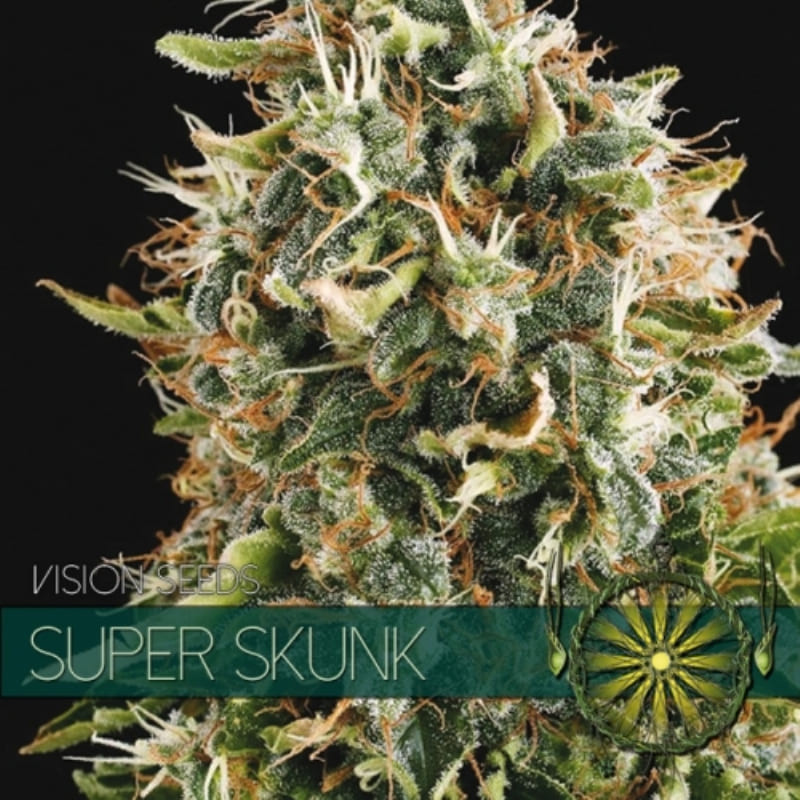 Super skunk vision seeds féminisée Graines de Collection