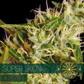 Super skunk auto vision seeds Graines de Collection