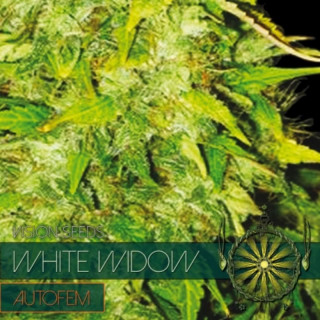 White widow auto vision seeds Graines de Collection