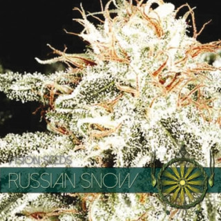 Russian Snow - Féminisée - vision seeds - Graines de Collection