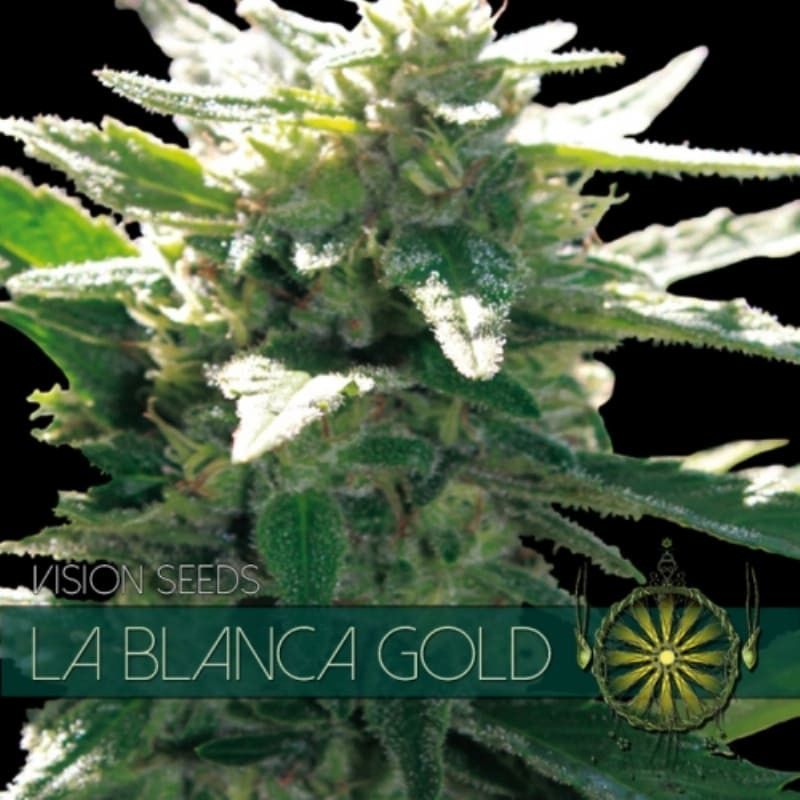 La Blanca Gold - Féminisée - Vision Seeds | ROOTS-SEEDS.FR