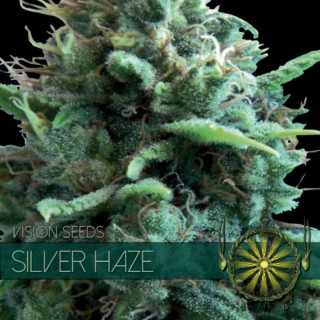 Silver haze vision seeds féminisée Graines de Collection