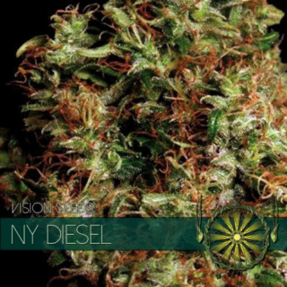 NY diesel feminisee vision seeds Graines de Collection