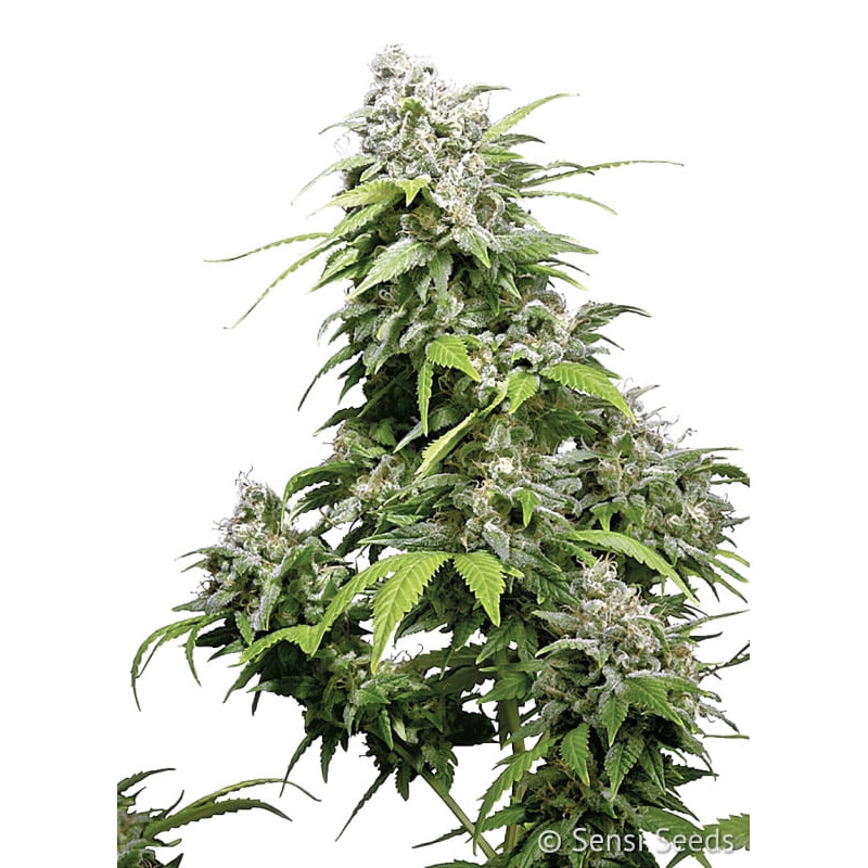 California Indica - Féminisée - Sensi Seeds - Graines de Collection