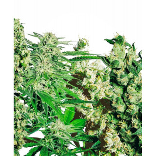 Feminized mix sensi seeds Graines de Collection