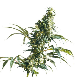 Mexican sativa sensi seeds Graines de Collection