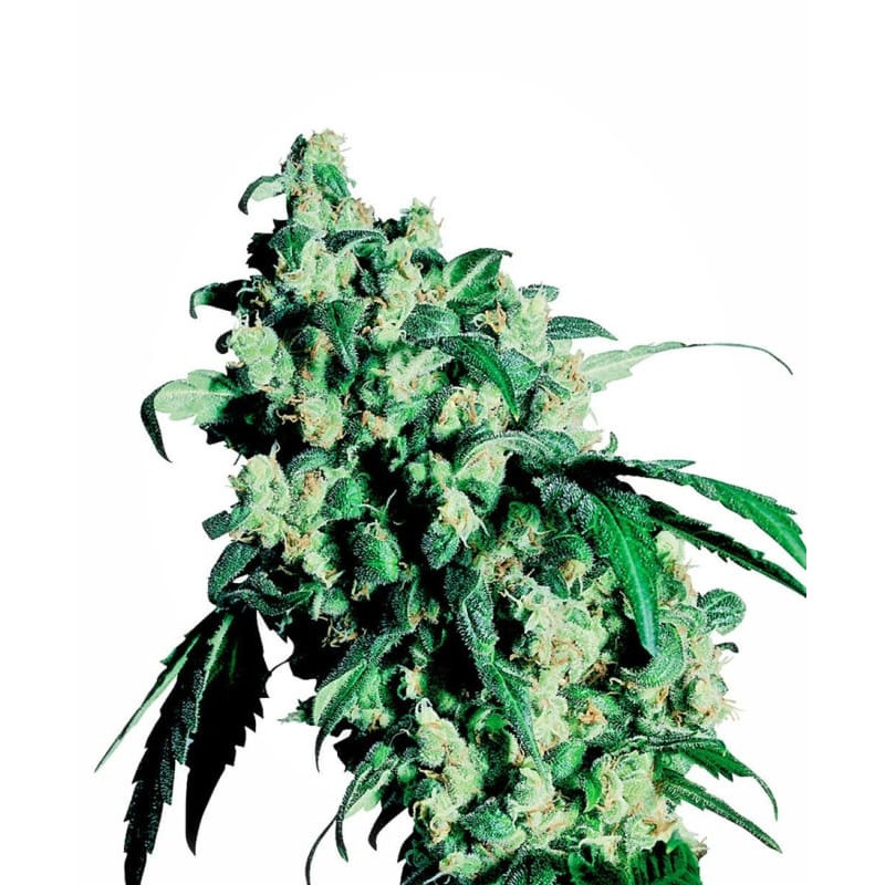 Super Skunk - Féminisée - Sensi Seeds - Graines de Collection