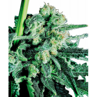 Sensi Skunk Sensi Seeds féminisée Graines de Collection