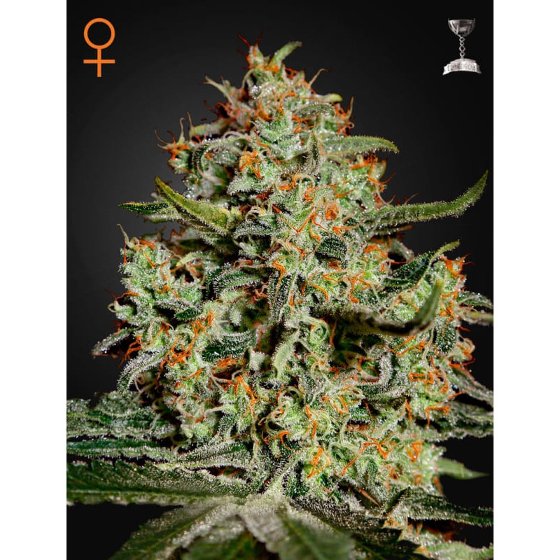 Big bang greenhouse seeds féminisée Graines de Collection Big bang greenhouse seeds féminisée Graines de Collection