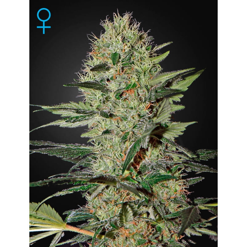Exodus cheese auto greenhouse seeds féminisée Graines de Collection