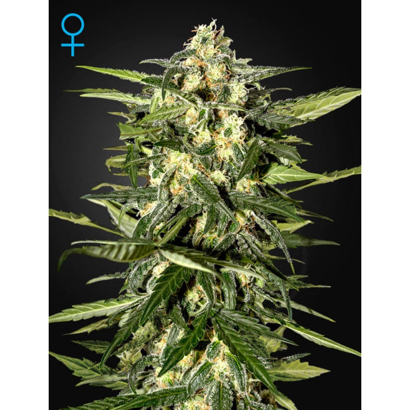 Jack herer auto greenhouse seeds féminisée Graines de Collection