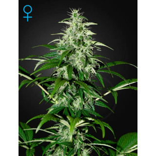 Kalashnikova auto greenhouse seeds Graines de Collection