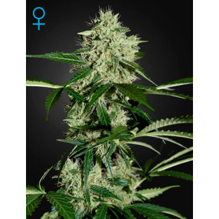 Northern light auto green house seeds Graines de Collection