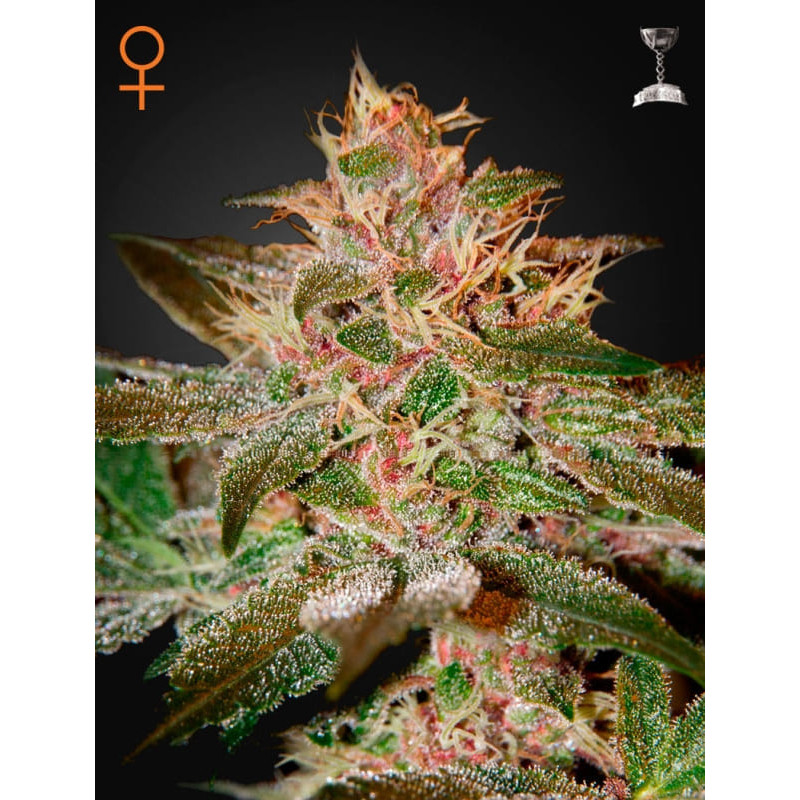 Pure kush greenhouse seeds féminisée Graines de Collection