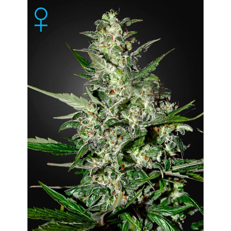 Super critical auto green house seeds Graines de Collection