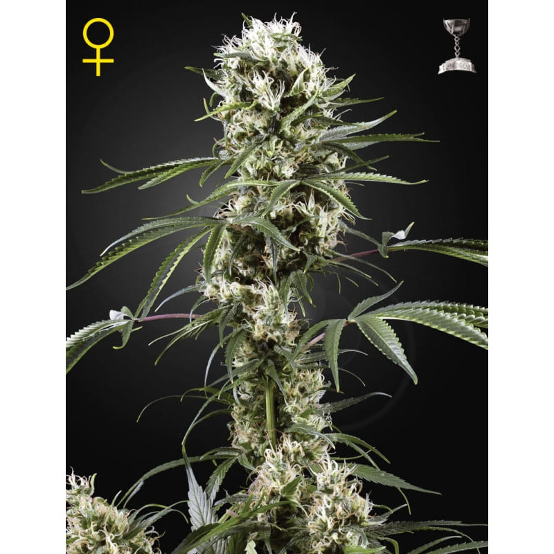 Super lemon haze greenhouse seeds féminisée Graines de Collection