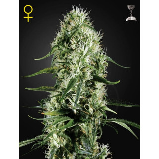 Super silver haze greenhouse féminisée Graines de Collection