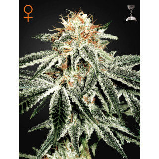 White widow green house seeds féminisée Graines de Collection