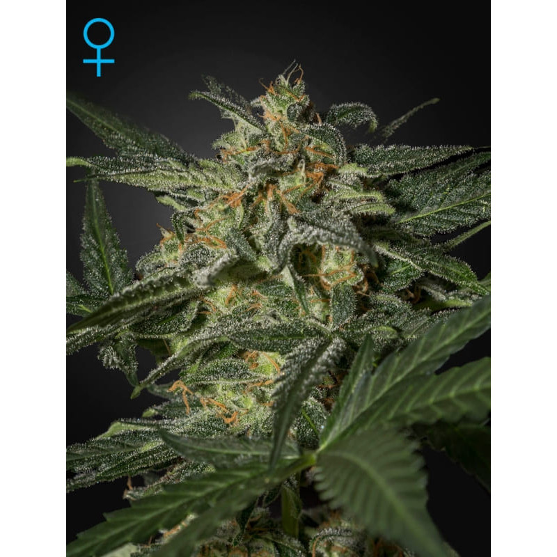 White widow auto green house seeds Graines de Collection