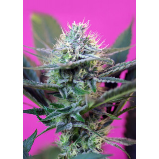 +Speed Auto - Sweet Seeds - Graines de Collection