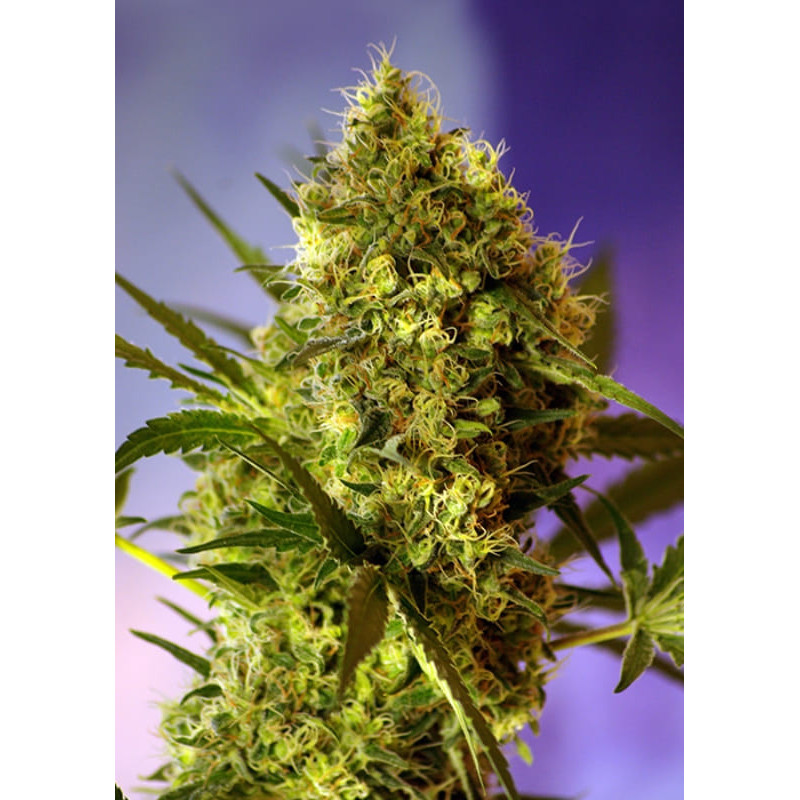 Big Devil - Autofloraison - Sweet Seeds Big Devil - Autofloraison - Sweet Seeds
