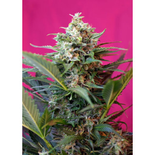 Big Devil XL Auto - Sweet Seeds - Graines de Collection