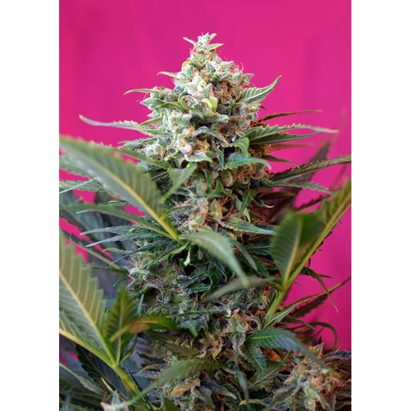 Big Devil XL Auto - Sweet Seeds - Graines de Collection