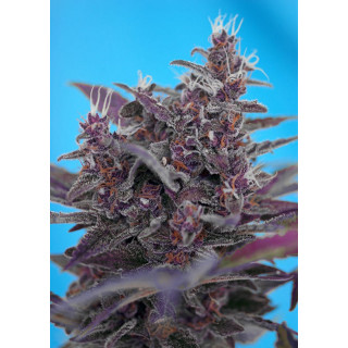 Black Cream Auto - Sweet Seeds - Graines de Collection