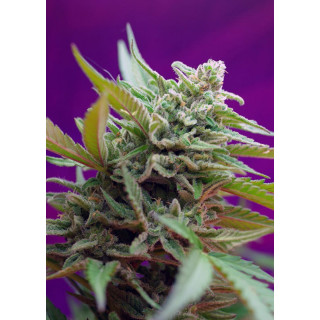 Black Jack - Autofloraison - Sweet Seeds