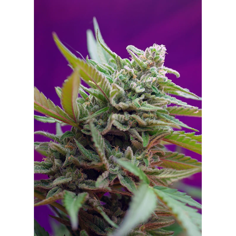 Black Jack - Autofloraison - Sweet Seeds