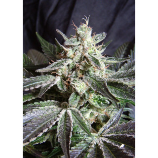 Black Jack - Feminisée - Sweet seeds - Graines de Collection