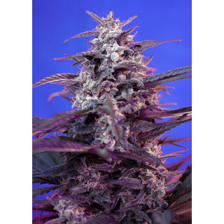 Bloody Skunk Auto - Sweet Seeds - Graines de Collection