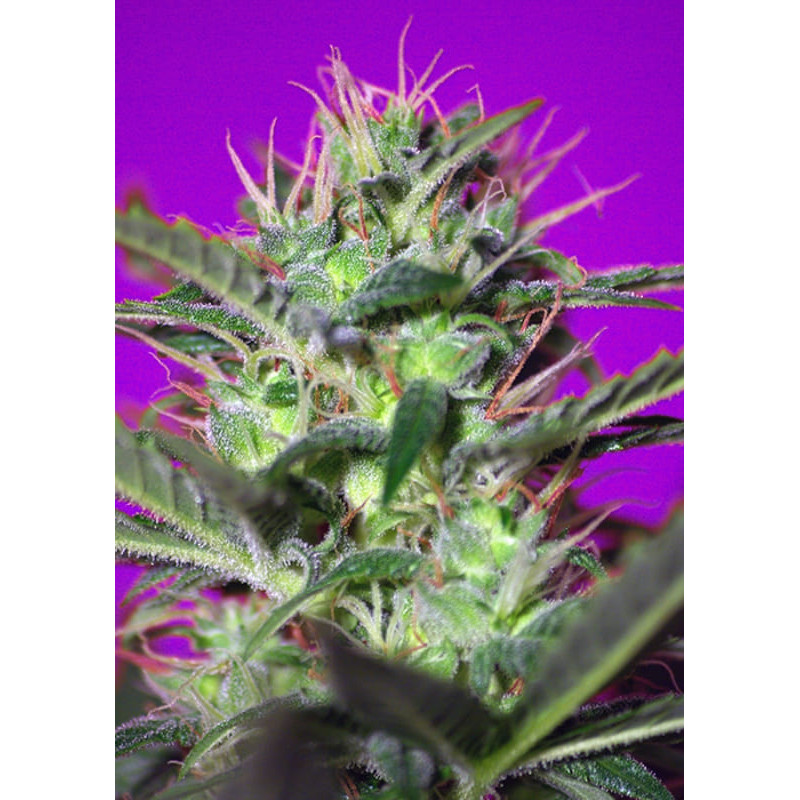 Botafumeiros - Feminisée - Sweet Seeds - Graines de Collection