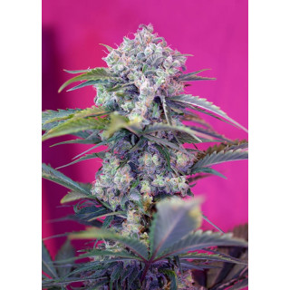 Cream Mandarine Auto - Sweet Seeds - Graines de Collection