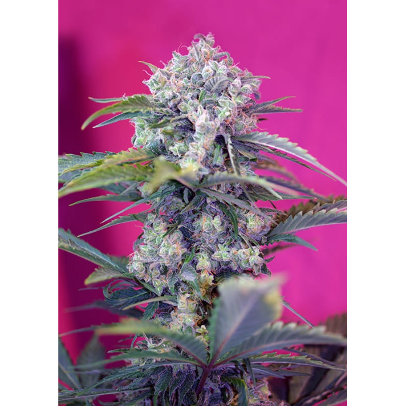 Cream Mandarine Auto - Sweet Seeds - Graines de Collection