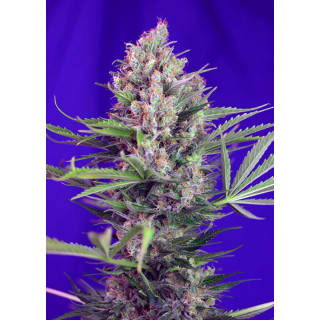 Cream Mandarine F1 fast version - Féminisée - Sweet Seeds