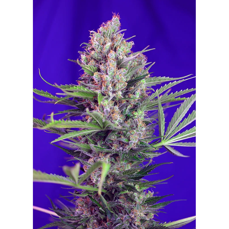 Cream Mandarine F1 fast version - Féminisée - Sweet Seeds - Graines de Collection