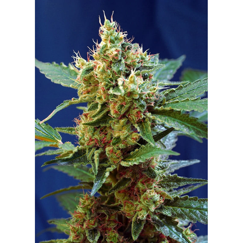 Cream Mandarine XL auto - Sweet Seeds - Graines de Collection