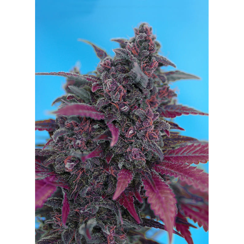 Dark Devil Auto - Sweet Seeds - Graines de Collection