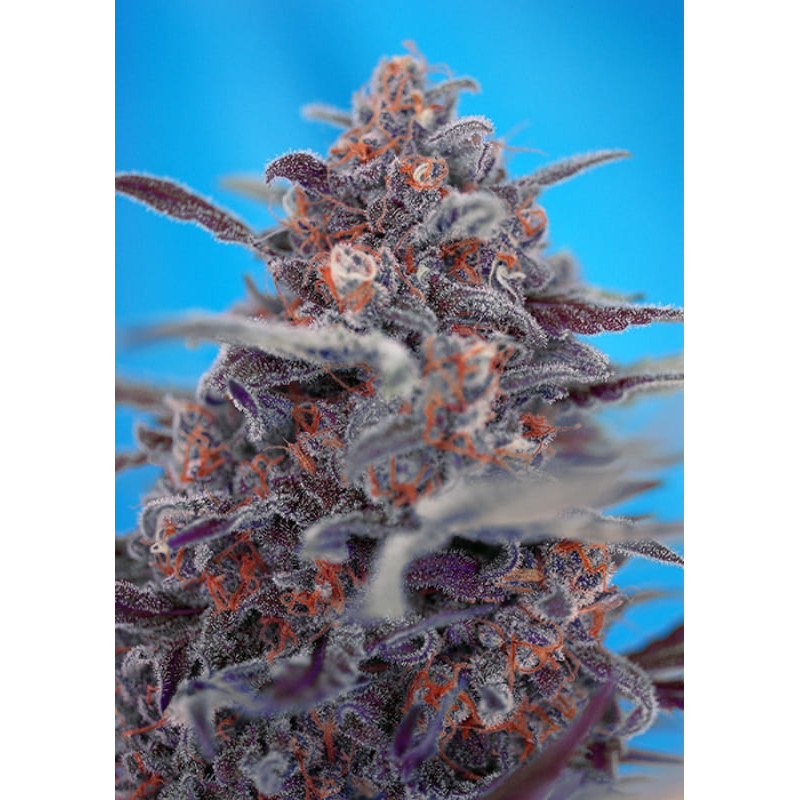 Devil Cream Auto - Sweet Seeds - Graines de Collection