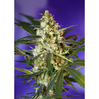 Fast Bud 2 Auto - Sweet Seeds - Graines de Collection