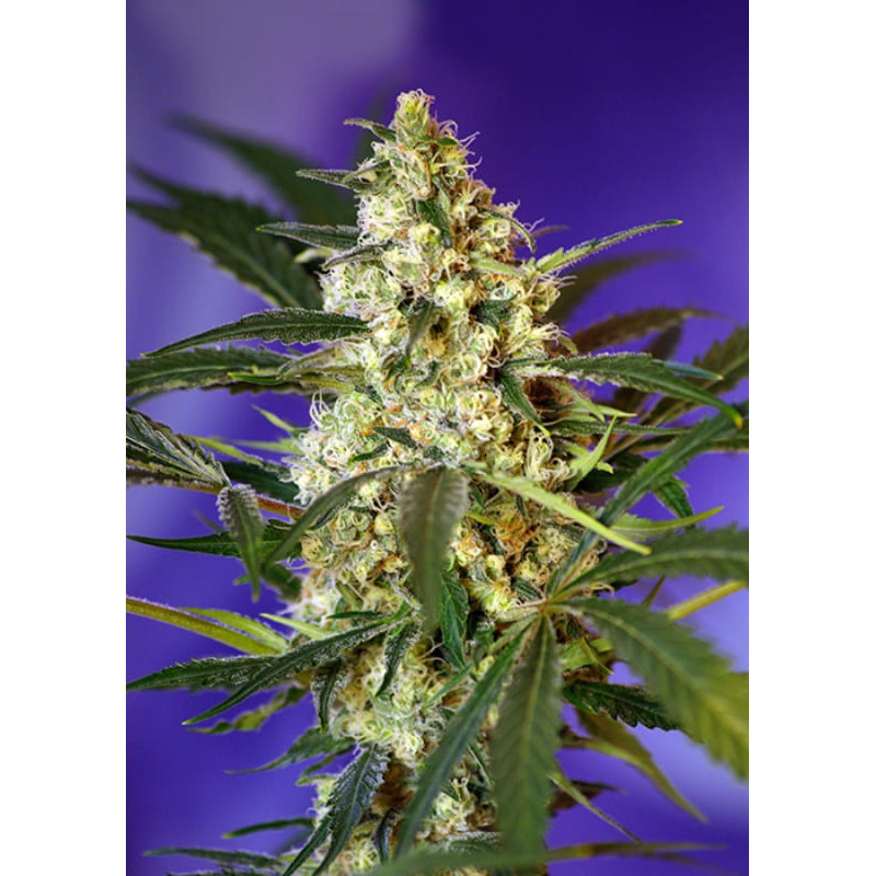 Fast Bud 2 Auto - Sweet Seeds - Graines de Collection