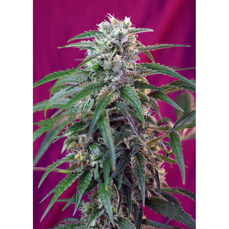 Green Poison Auto - Sweet Seeds - Graines de Collection