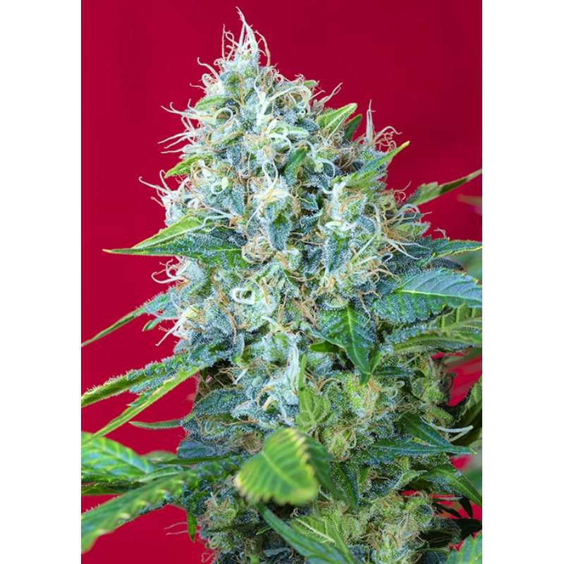 Green Poison - Féminisée - Sweet Seeds
