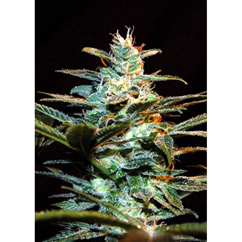 Ice Cool - Féminisée - Sweet Seeds - Graines de Collection