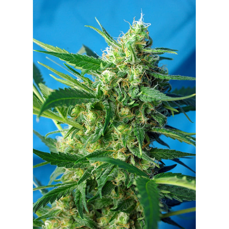 Ice Cool Auto - Sweet Seeds Graines de Collection