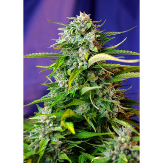 Jack 47 Auto - Sweet Seeds - Graines de Collection