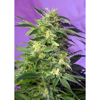 Killer Kush Auto - Sweet Seeds - Graines de Collection